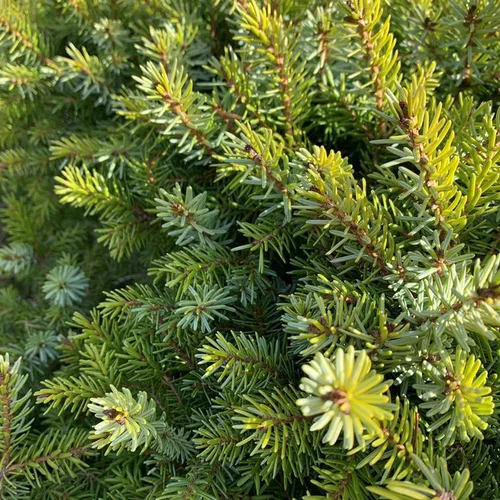 Epicea de Serbie nain (Picea Omorika nana) 20/25. Le pot de 3 litres