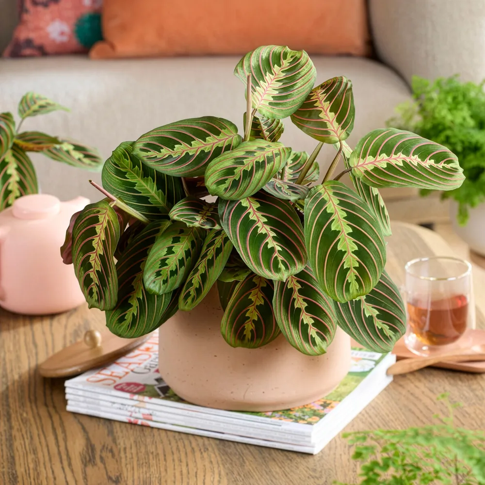 Maranta leuconeura Fascinator Maranta leuconeura Fascinator