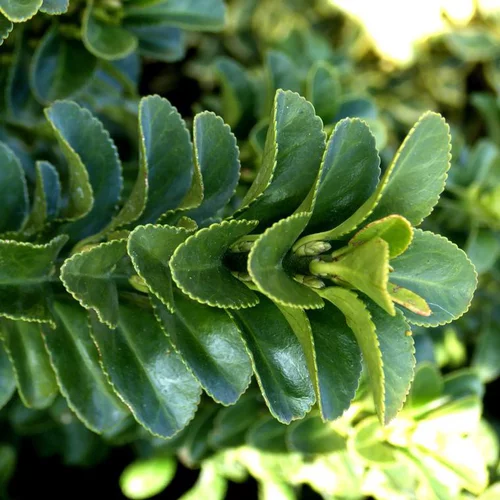 Euonymus Green Spider - Le pot de 1 litre