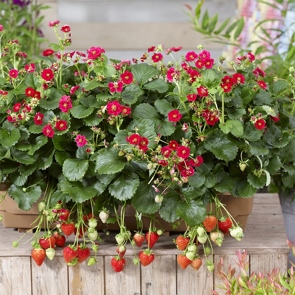 3 Fraisiers Summer Breeze Fragaria summer breeze® rose