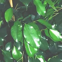 Ficus Danielle. Le pot de Ø 27 x H 115 cm