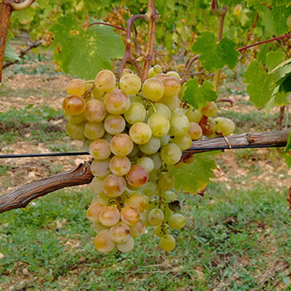 Vigne Muscat Alexandrie Vitis vinifera muscat d'alexandrie