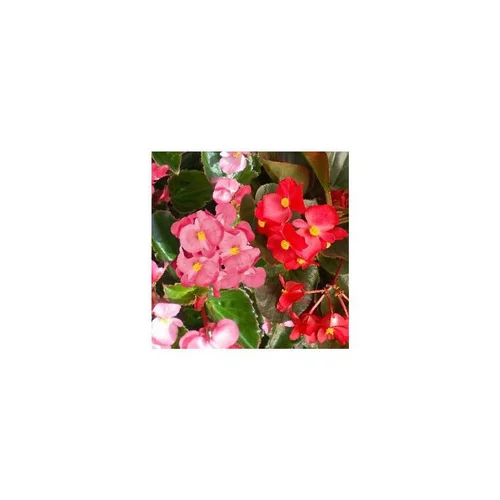 Bégonia Big - Le pot de 1 litre