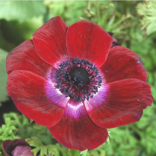Anémone de Caen ou anémone couronnée (Coronaria) à fleurs multicolores - Le pot 9 x 9 cm