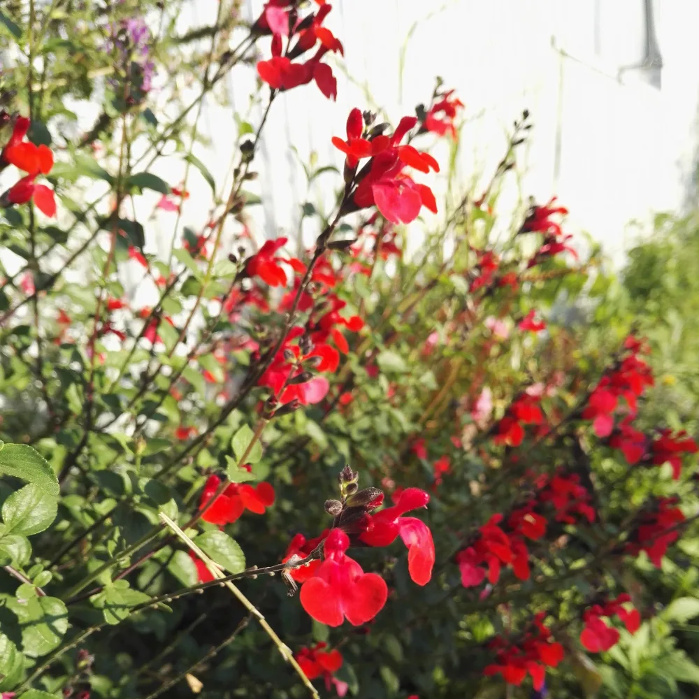 Sauge arbustive Royal Bumble Salvia royal bumble
