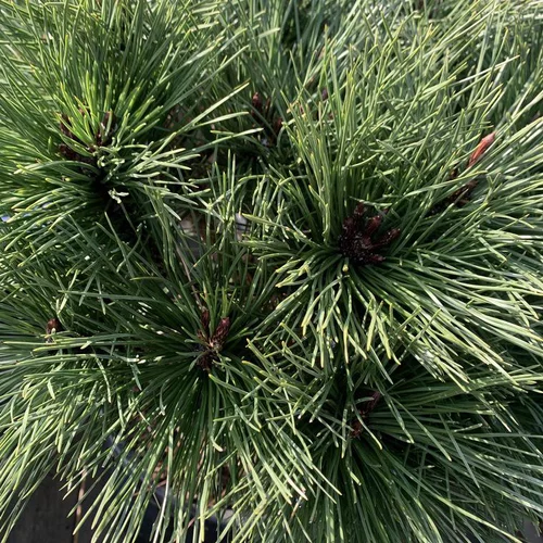 Pin noir Brepo vert