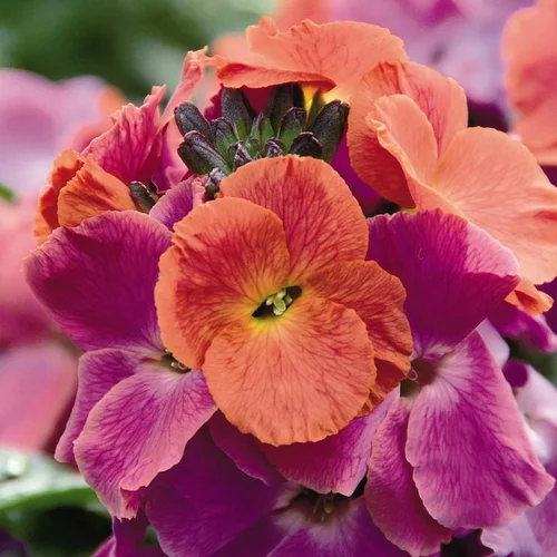 Erysimum Winter Orchid - Le pot de 1 litre