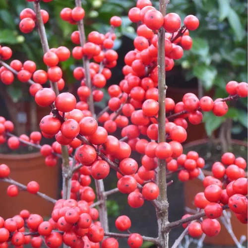 Illex verticillata - Le pot de 3 litres