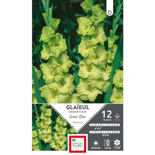 Glaïeul Green Star vert Ernest Turc - 12 bulbes