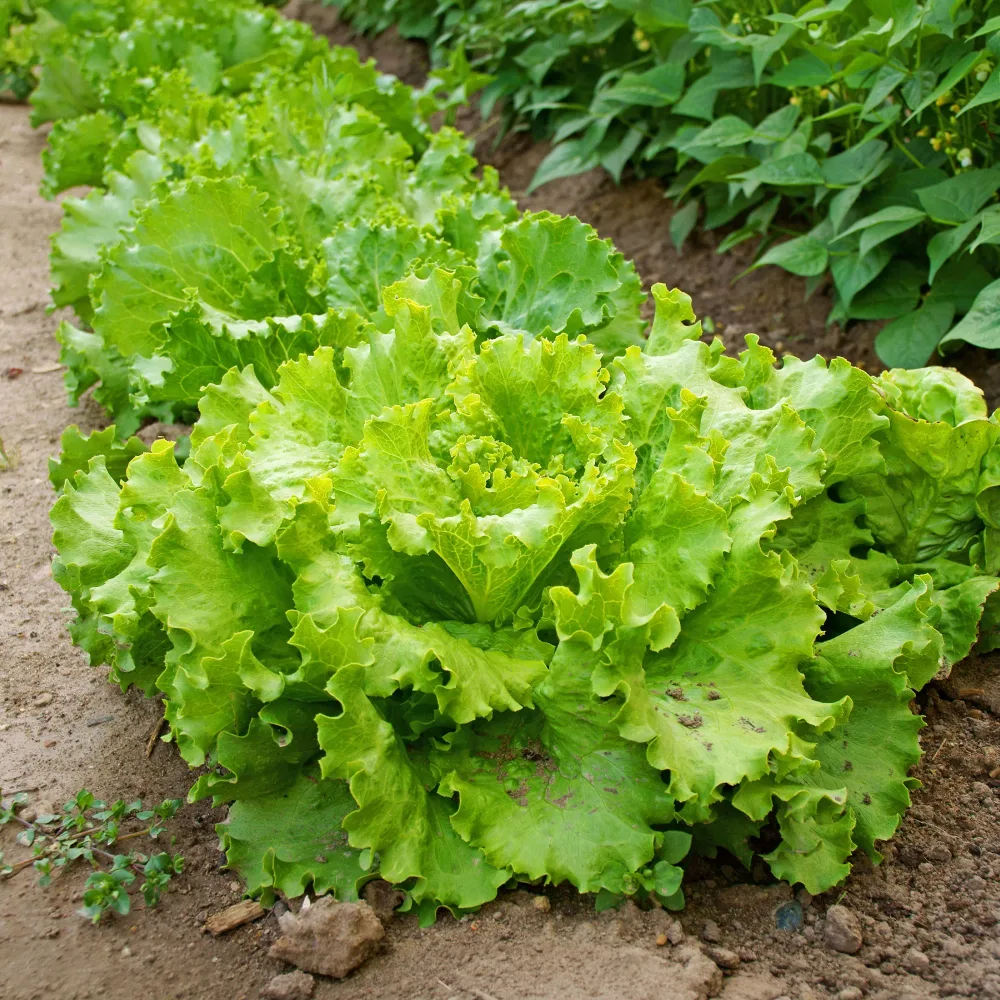 Laitue batavia Blonde de Paris Lactuca sativa capitata blonde de paris