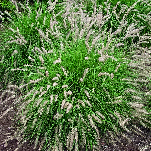 Herbe-aux-Écouvillons d'Orient vert botanic®. Le pot de 2 litres