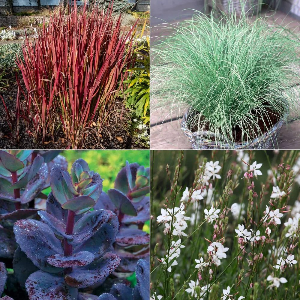 Collection de 7 plantes vivaces à feuillages originaux Carex oshimensis Evergreen, Sedum Blue Pearl, Imperata cylindrica Red Baron, Gaura lindheimeri Whirling Butterflies
