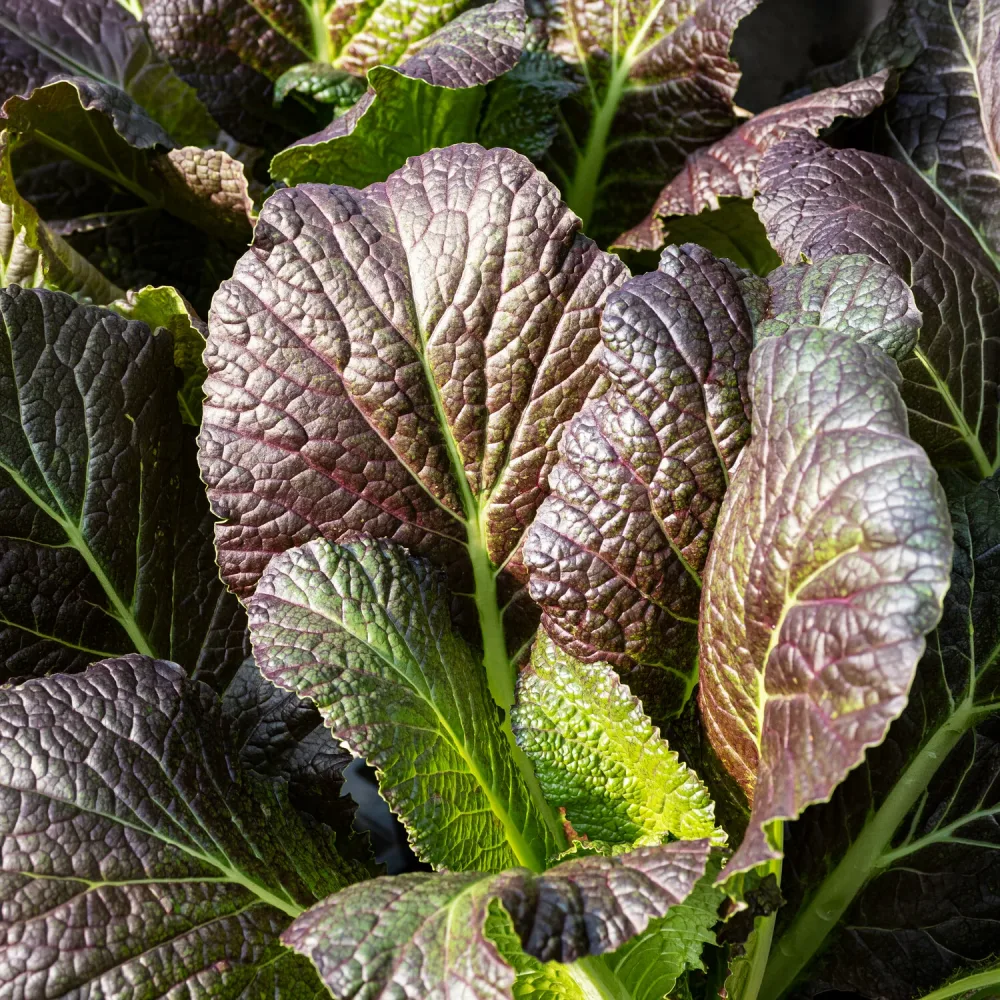 Moutarde rouge de Chine Red Giant Bio Brassica juncea integrifolia red giant