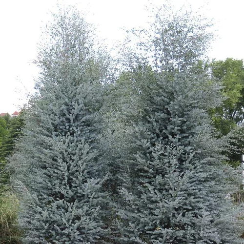 Eucalyptus Gunnii Azura bleu en pot de 20 L