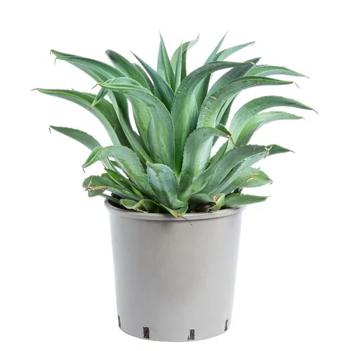 Agave desmettiana variegata. Le pot de 15 litres