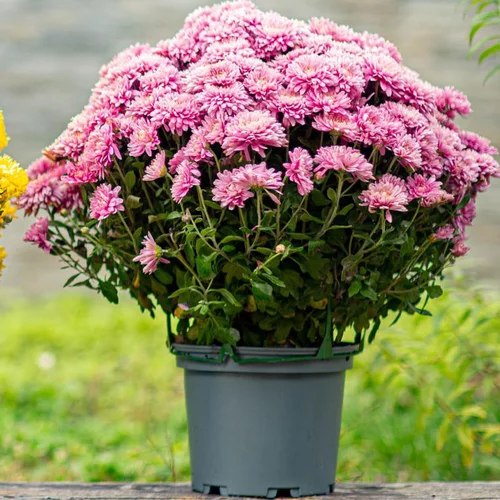 Chrysanthème ou Marguerite d'automne. Le pot de Ø 16-18 cm