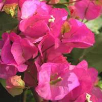 Bougainvillée Tippi - Le pot de 1,5 litres