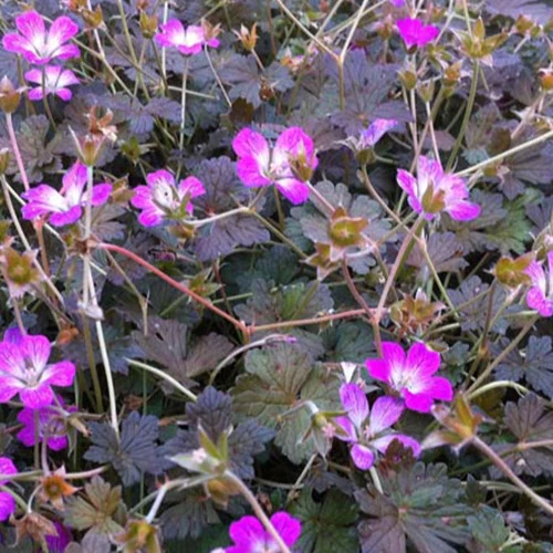 Géranium vivace Orkney Cherry Geranium bremerry orkney cherry