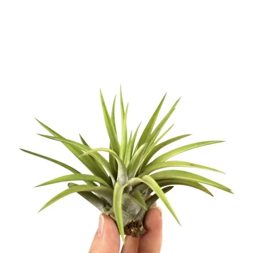 Tillandsia abdita vert 10 cm