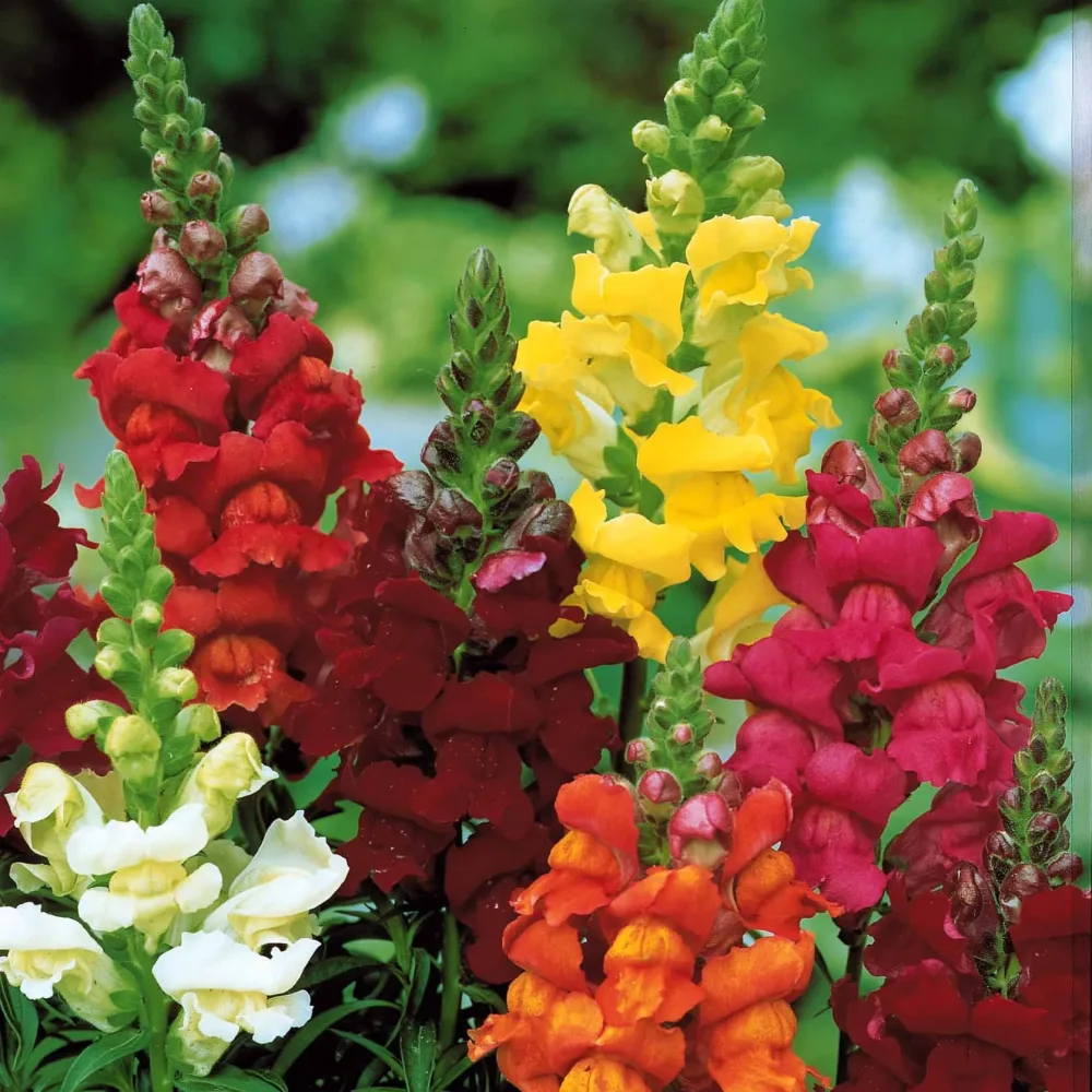 Muflier Majestic en mélange Antirrhinum majus