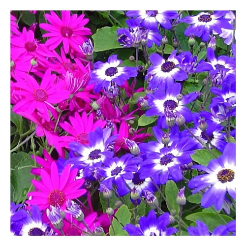 Cinéraire à fleurs - Le pot de 10.5 cm