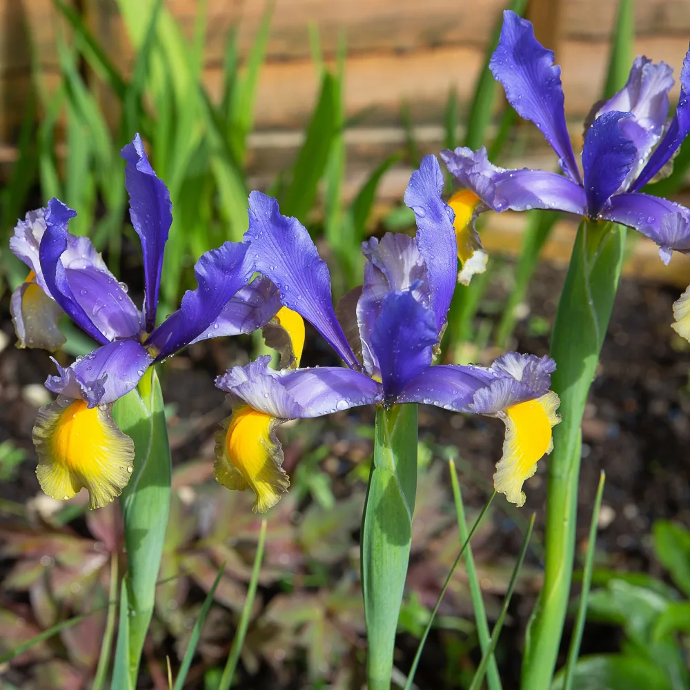 10 Iris de Hollande Frans Hals Iris hollandica 'frans hals'