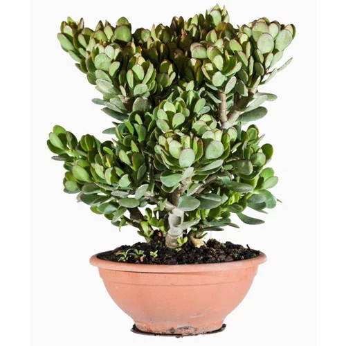 Crassula Portulacea (Plante de Jade) coupe 25 cm vert