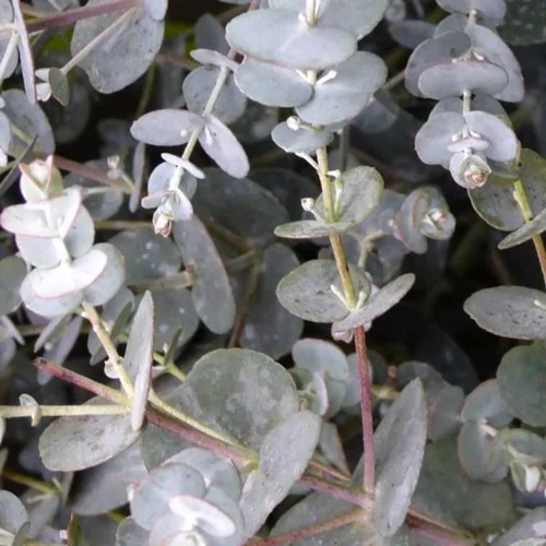 Eucalyptus Gunnii ou Gommier bleu en pot de 7 L