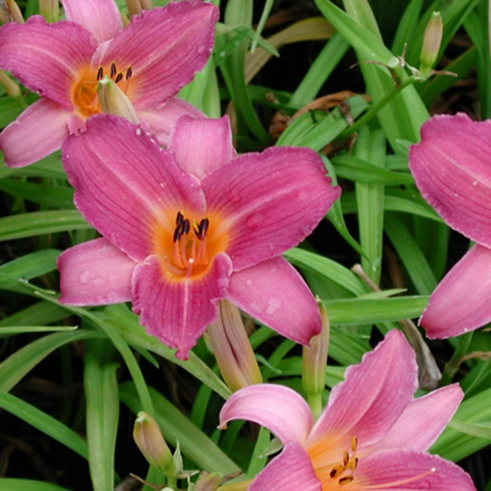 Hémérocalle Sugar Candy Hemerocallis sugar candy