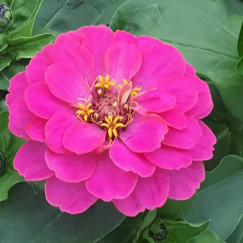 Zinnia - Le pot de Ø 19 cm