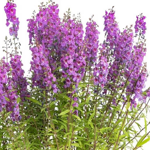 Angélonia pot de 3 litres