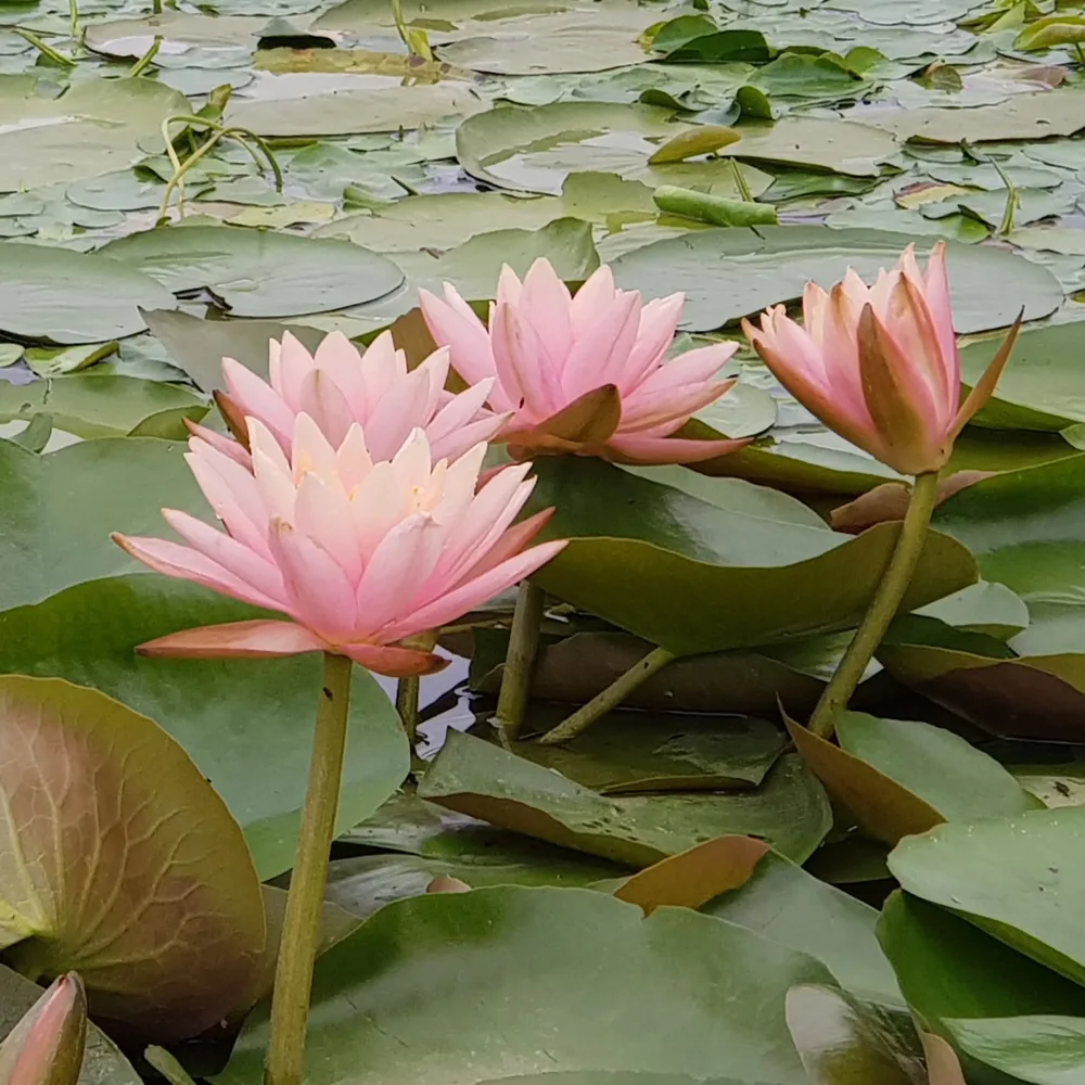 Nénuphar Colorado Nymphaea Colorado