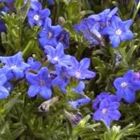 Lithodora - Le pot de 2 litres