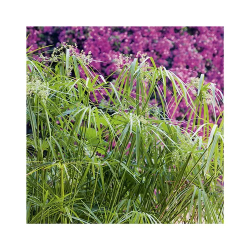 Papyrus (CYPERUS PAPYRUS) Le pot de 3 litres