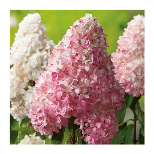 Hortensia Paniculata Vanille Fraise - pot 10 L
