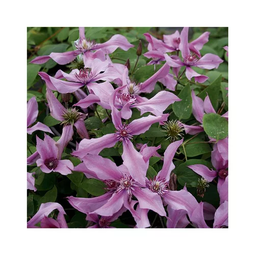 CLEMATITE SAPHYRA® DOUBLE ROSE. Le pot de 3 litres
