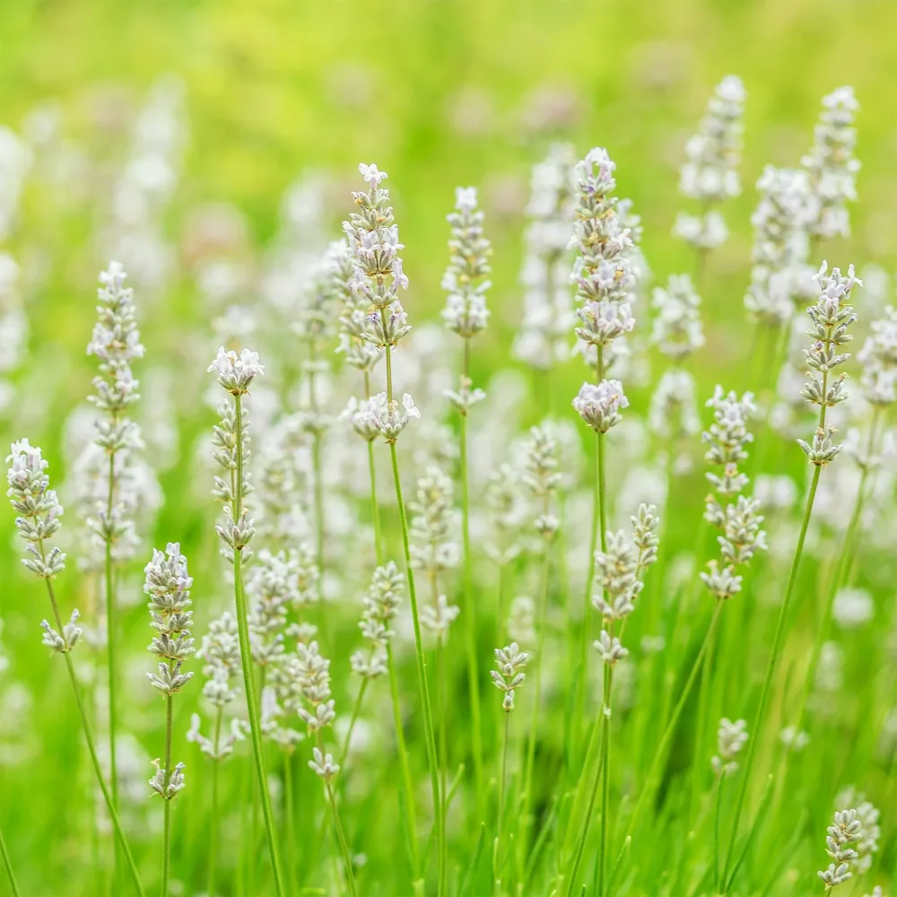 2 Lavandes blanches Lavandula angustifolia alba