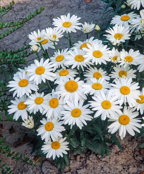 Marguerite d’été ‘Snowcap’ - Le pot de 2 litres