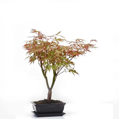 Érable du Japon Acer Palmatum coloris variés botanic® bonsaï Ø 3,7 - 40 cm