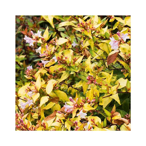Abelia Grandiflora Gold Spot pot 3 L