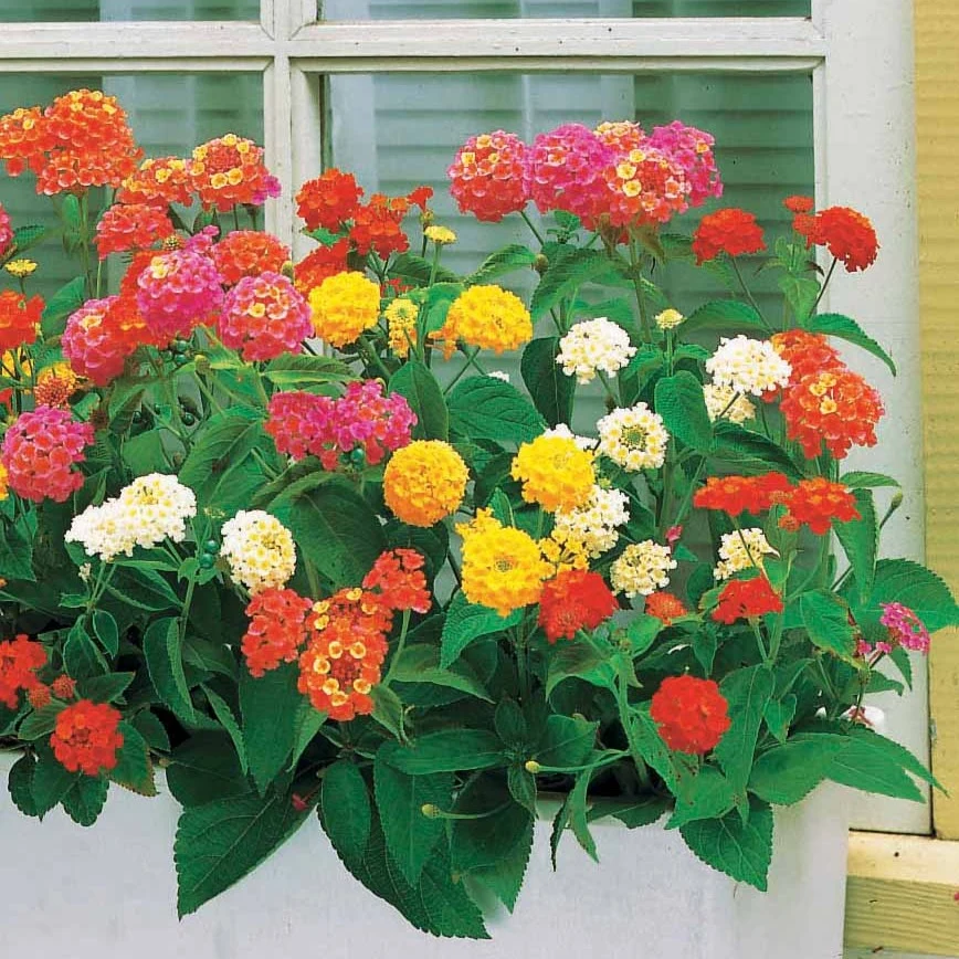 3 Lantanas en mélange Lantana camara