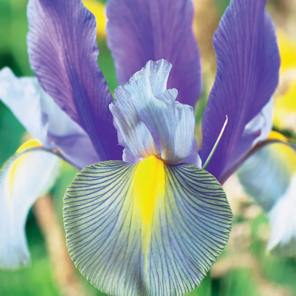 20 Iris de Hollande Mystic Beauty Iris hollandica mystic beauty
