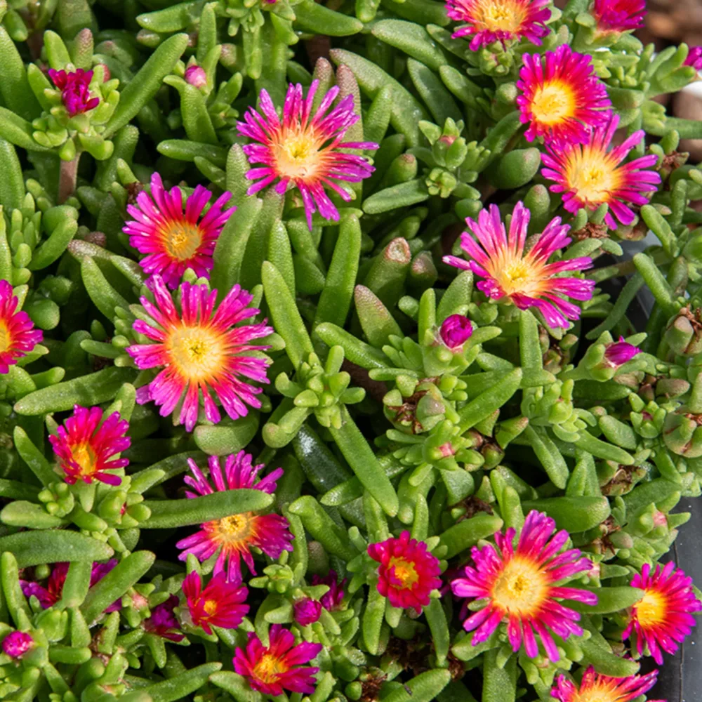 Delosperma Wheels of Wonder® Hot Pink Delosperma Wheels of Wonder® Hot Pink