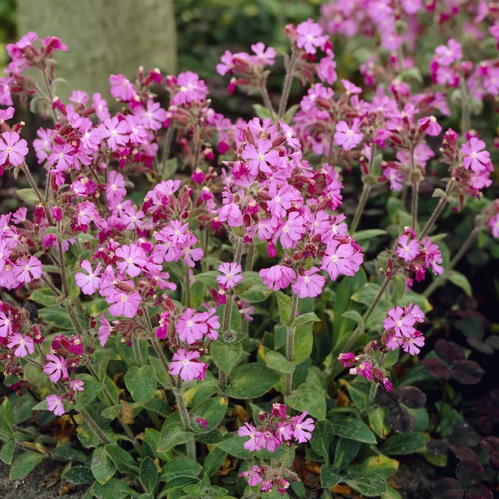 Silène dioïque Silene dioica