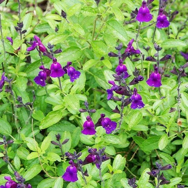 Sauge Violette de Loire ® Salvia jamensis Violette de Loire ® Barsal