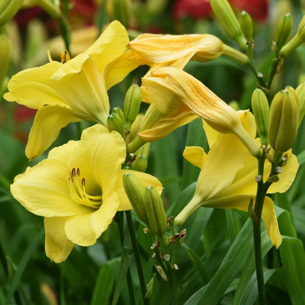 3 Hémérocalles jaune et parfumée Hemerocallis fragrant returns