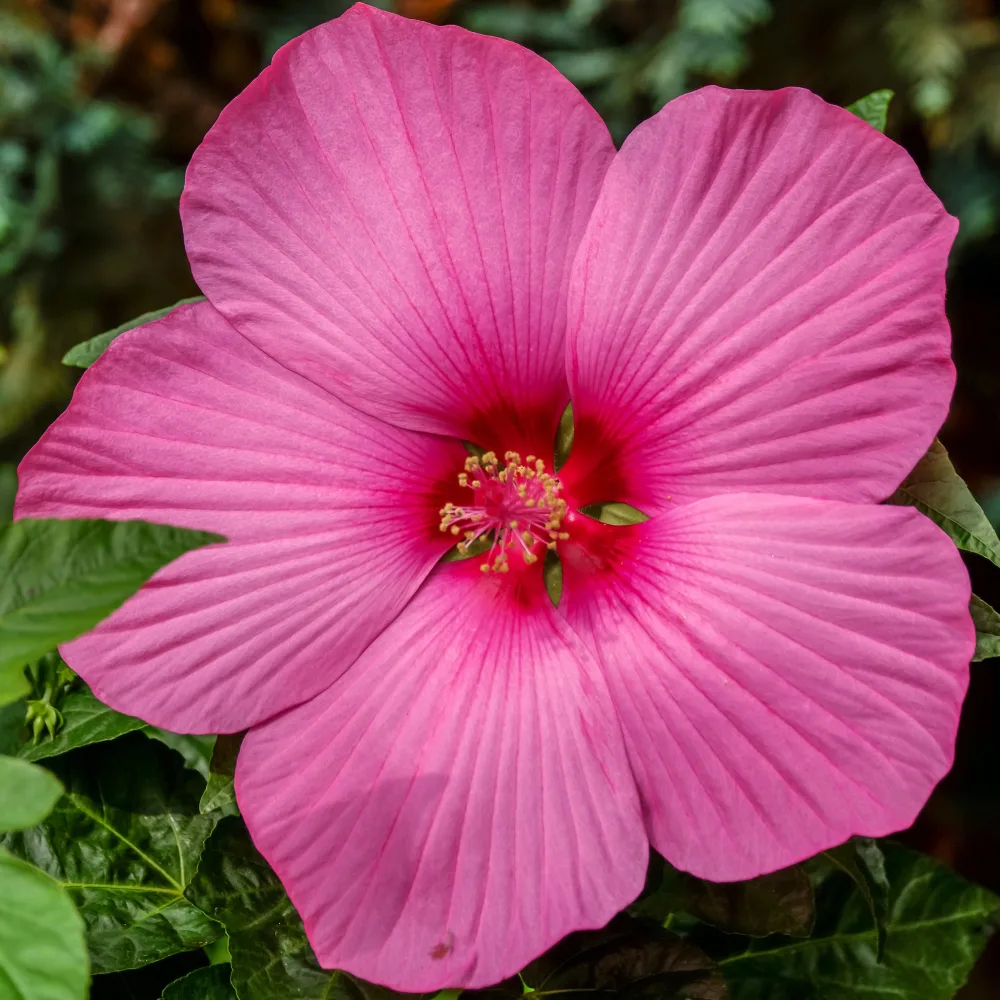 Hibiscus des marais Carrousel ® Pink passion Hibiscus moscheutos carrousel ® Pink Passion