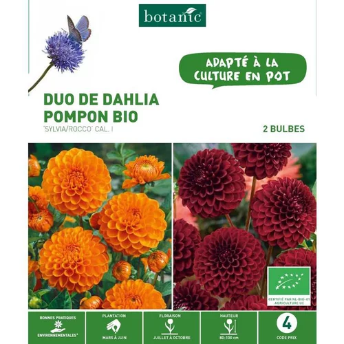 Duo de Dahlia Pompon bio Sylvia/Rocco orange/violet botanic® - 2 bulbes