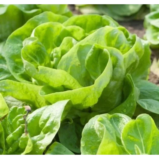 Biologische zaden van Kropsla Gotte d’Or