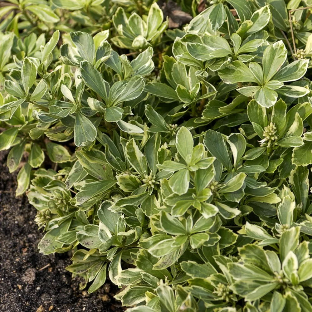 Pachysandre du Japon panaché Pachysandra terminalis variegata
